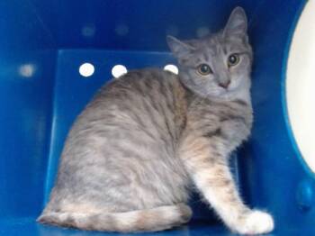 Domestic Short Hair Cats Available for Adoption - MING MING | PetCurious