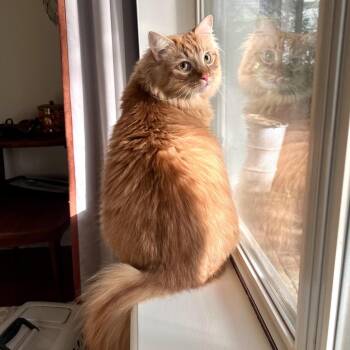 Charlie -  Domestic Short Hair Cat for Adoption in Chattanooga, Tennessee - Charlie | PetCurious