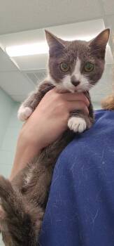 Michael Scott -  Domestic Short Hair Cat for Adoption in Athens, Tennessee - Michael Scott | PetCurious