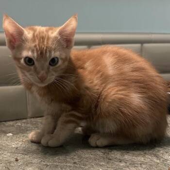 Chandler -  Domestic Medium Hair Cat for Adoption in Los Angeles, California - Chandler | PetCurious