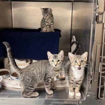 Reginald -  Domestic Short Hair Cat for Adoption in Brockton, Massachusetts - Reginald | PetCurious