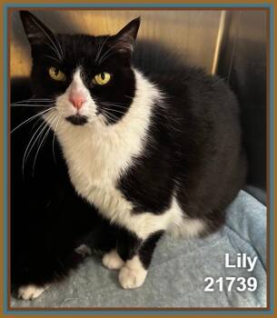 LILY (see also SCRIBBLES) -  Domestic Short Hair Cat for Adoption in Marietta, Georgia - LILY (see Also SCRIBBLES) | PetCurious