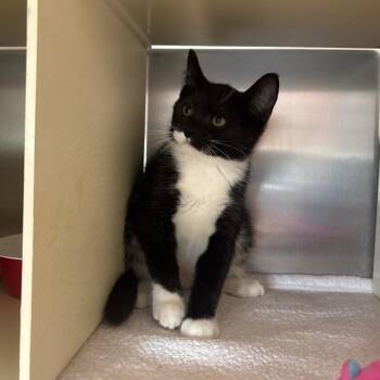 Michael -  Domestic Short Hair Cat for Adoption in Newark, New Jersey - Michael | PetCurious