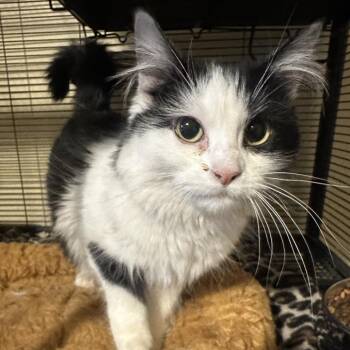 Domestic Long Hair Cats Available for Adoption in Grantsville, Utah - Marietta | PetCurious