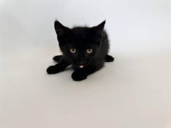 SPARK -  Domestic Short Hair Cat for Adoption in Brentwood, Missouri - SPARK | PetCurious