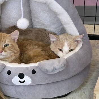 Domestic Short Hair Cats Available for Adoption in Branson, Missouri - Paul McCatney | PetCurious