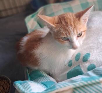 Betty Whitepaw -  Domestic Short Hair Cat for Adoption in Lynchburg, Tennessee - Betty Whitepaw | PetCurious