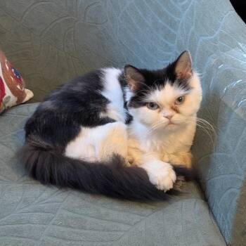 Persian and Munchkin Cats Available for Adoption in Raleigh, North Carolina - Penelope | PetCurious