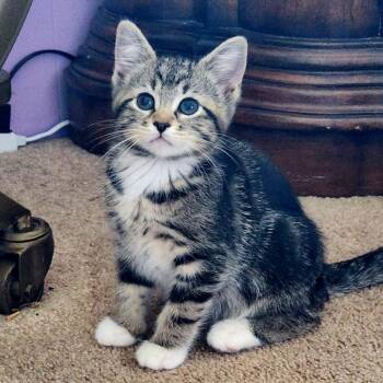 Rescue Tabby Cats for Adoption in Woodinville, Washington - Nanny | PetCurious