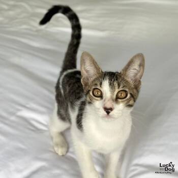 Rescue Domestic Short Hair and Tabby Cats for Adoption in Washington, District Of Columbia - Bittie Brownie | PetCurious
