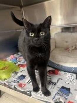 Molly -  Domestic Short Hair Cat for Adoption in Potsdam, New York - Molly | PetCurious