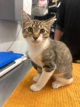 EDWARD -  Domestic Short Hair Cat for Adoption in Alameda, California - EDWARD | PetCurious