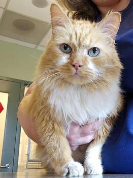 Domestic Medium Hair Cats Available for Adoption in Clyde, North Carolina - FINCH | PetCurious