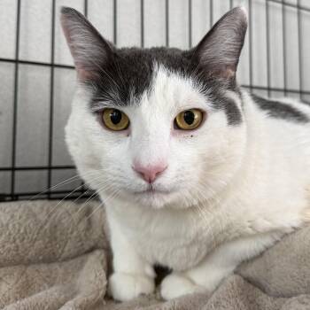 Sterling -  Domestic Short Hair Cat Available for Adoption in West Milford, New Jersey - Sterling | PetCurious