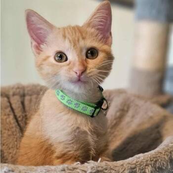 Rescue Domestic Short Hair Cats for Adoption in Warr Acres, Oklahoma - Princess Belle | PetCurious