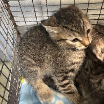 Orbit* -  Domestic Short Hair Cat for Adoption in San Gabriel, California - Orbit* | PetCurious