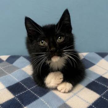 Argyle -  Domestic Short Hair Cat for Adoption in Brownsboro, Alabama - Argyle | PetCurious