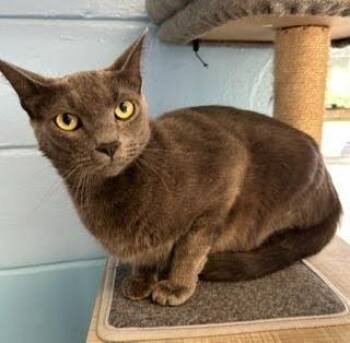 Mishu -  Russian Blue Cat for Adoption in Lunenburg, Massachusetts - Mishu | PetCurious