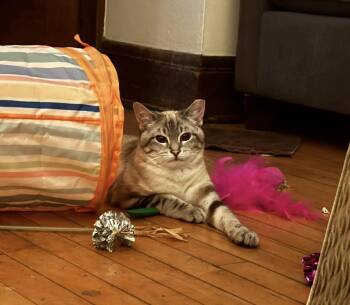 Domestic Short Hair Cats Available for Adoption - Beatrix | PetCurious