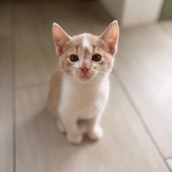 Atlas -  Domestic Short Hair Cat for Adoption in Spokane, Washington - Atlas | PetCurious