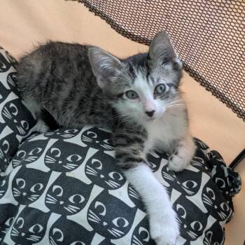 Dartagnan -  Domestic Short Hair Cat for Adoption in Chicago, Illinois - Dartagnan | PetCurious