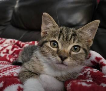 Baritone -  Tabby Cat for Adoption in Cary, North Carolina - Baritone | PetCurious