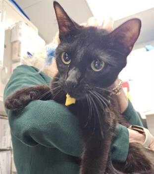 RAVEN -  Domestic Short Hair Cat for Adoption in St. Louis, Missouri - RAVEN | PetCurious