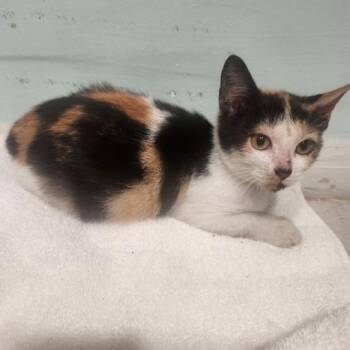 Domestic Short Hair Cats Available for Adoption - Rosie | PetCurious