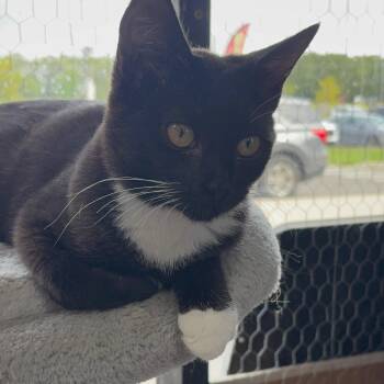 Wednesday -  Tuxedo Cat for Adoption in Absecon, New Jersey - Wednesday | PetCurious