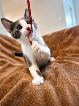 Beamer -  Domestic Short Hair Cat for Adoption in Houston, Texas - Beamer | PetCurious