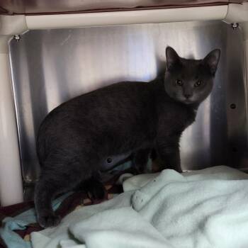 Rescue Domestic Short Hair Cats for Adoption in Walker, Michigan - Odie | PetCurious