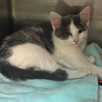 Wheels -  Domestic Short Hair Cat for Adoption in Newark, New Jersey - Wheels | PetCurious