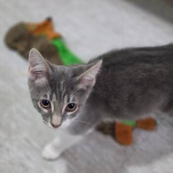 Monk -  Domestic Short Hair Cat for Adoption in Muncie, Indiana - Monk | PetCurious