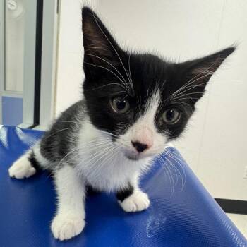 Domestic Short Hair Cats Available for Adoption - Katara (Blue) | PetCurious