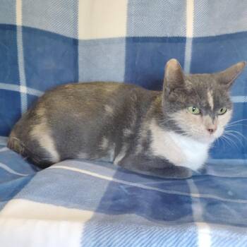 Miss Masque -  Domestic Short Hair Cat for Adoption in Corpus Christi, Texas - Miss Masque | PetCurious