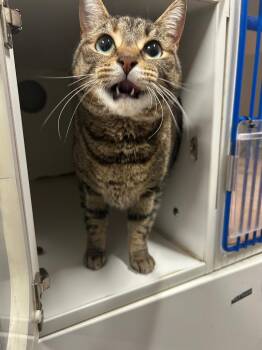 Mildred -  Domestic Short Hair Cat for Adoption in Springfield, Tennessee - Mildred | PetCurious