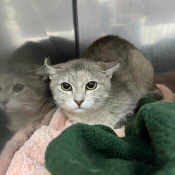 Skitter -  Domestic Short Hair Cat for Adoption in Lyndhurst, Virginia - Skitter | PetCurious