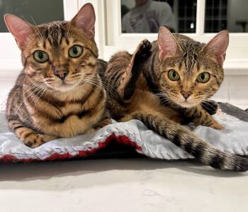 Rescue Bengal Cats for Adoption in Tuscaloosa, Alabama - Timmie & Essie (Brother & Sister) | PetCurious