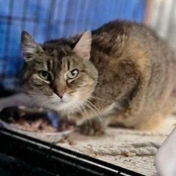 Missy -  Domestic Short Hair Cat Available for Adoption in Abingdon, Maryland - Missy | PetCurious