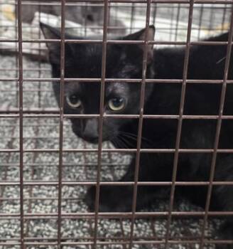 Tory -  Domestic Short Hair Cat for Adoption in West Chester, Pennsylvania - Tory | PetCurious