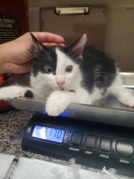 Domestic Medium Hair Cats Available for Adoption in Winder, Georgia - 2026-05-211 *Dime* | PetCurious