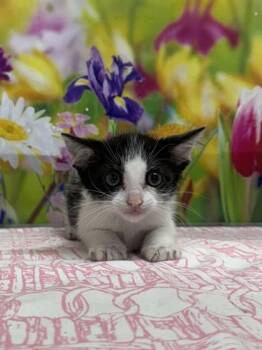 Domestic Short Hair Cats Available for Adoption in San Antonio, Texas - Dos | PetCurious