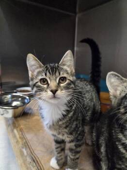 Tulip -  Domestic Short Hair Cat for Adoption in Salmon, Idaho - Tulip | PetCurious