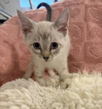 Chive -  Domestic Short Hair Cat for Adoption in Rootstown, Ohio - Chive | PetCurious