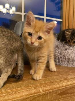 Rescue Domestic Short Hair Cats for Adoption - Hazel | PetCurious