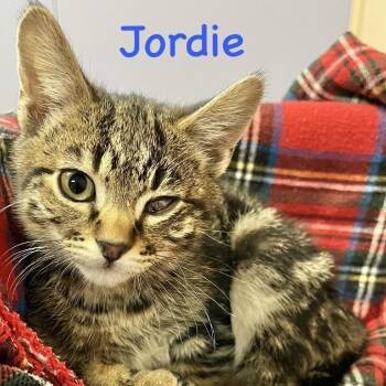 Domestic Short Hair Cats Available for Adoption - Jordie | PetCurious