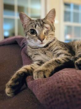 Domestic Short Hair Cats Available for Adoption in Cincinnati, Ohio - Boneshaker | PetCurious