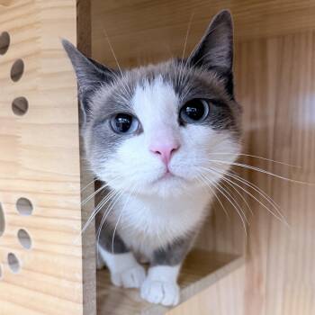 Siamese Cats Available for Adoption in Philadelphia, Pennsylvania - August  | PetCurious