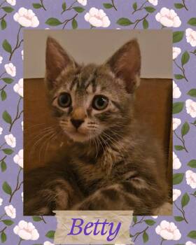 Betty -  Domestic Short Hair and Tabby Cat for Adoption in Pasco, Washington - Betty | PetCurious