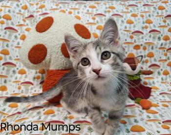 Rhonda Mumps -  Domestic Short Hair Cat for Adoption in Topeka, Kansas - Rhonda Mumps | PetCurious